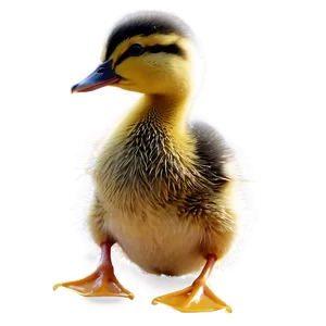 Duckling Side View PNG 38 PNG