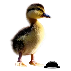 Duckling Side View PNG Lvf28