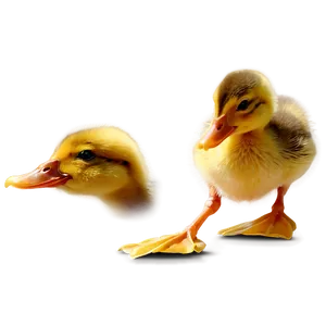 Duckling Silhouette Png 96 PNG image