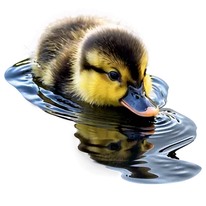 Duckling Swimming PNG 06202024 PNG