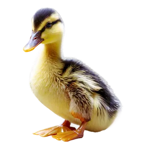 Duckling With Bread Png 06202024 PNG image