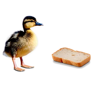 Duckling With Bread Png 06202024 PNG image