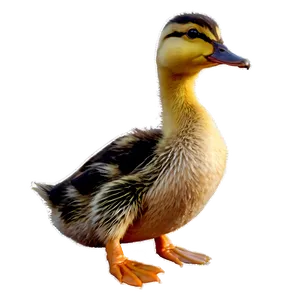 Duckling With Mother PNG 58