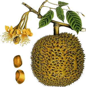 Durian Fruit Branch Flowers Seeds Illustration PNG image