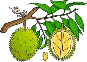 Durian Fruit Branch Illustration PNG image