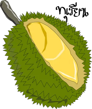 Durian Fruit Illustration PNG image