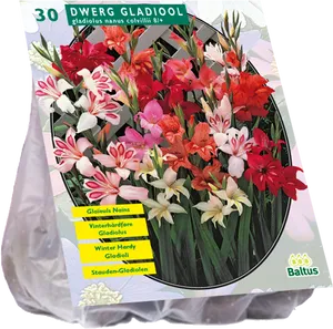 Dwarf Gladiolus Bulb Packaging PNG