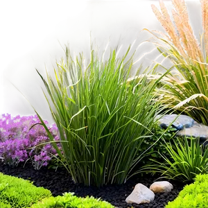 Dwarf Ornamental Grass Png 06212024 PNG image