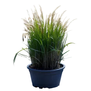 Dwarf Ornamental Grass Png 81 PNG image