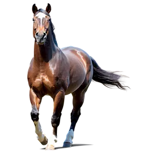 Dynamic Horse Head Pose PNG Omq31 PNG