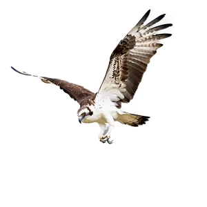 Dynamic Osprey Takeoff PNG Mwe PNG