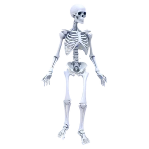 Dynamic Poses Skeletal System PNG Hnt62 PNG