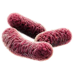 E. Coli Bacteria PNG 18 PNG