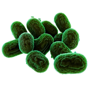 E. Coli Bacteria Png 53 PNG image