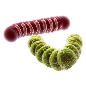 E. Coli Bacteria PNG Wxp37 PNG