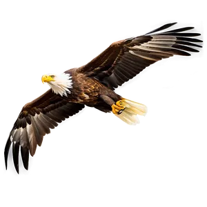 Eagle Bird Soaring PNG Lxu5