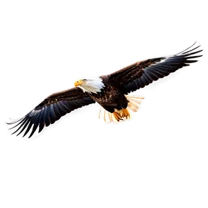 Eagle Bird Soaring PNG Mfv25