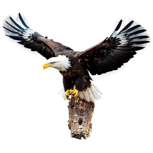 Eagle Bird Soaring PNG Yly41