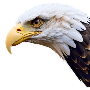 Eagle Head In Nature PNG 89