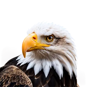 Eagle Head In Nature PNG Hxi