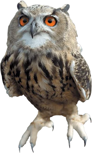 Eagle Owl Intense Gaze PNG image