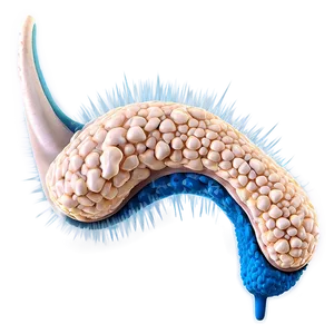 Ear Hair Cells PNG 06122024 PNG