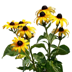 Early Bloom Black Eyed Susan PNG 06282024