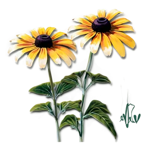 Early Bloom Black Eyed Susan PNG 13