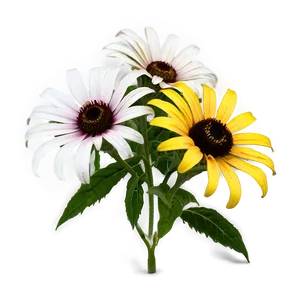 Early Bloom Black Eyed Susan PNG 18 PNG