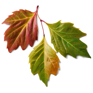 Early Fall Leaves PNG 53