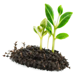 Early Growth Sprout PNG Gtw