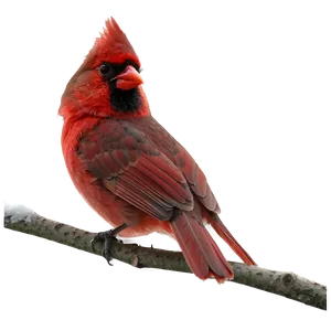 Early Morning Cardinal PNG 06252024 PNG