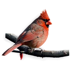 Early Morning Cardinal Png 06252024 PNG image