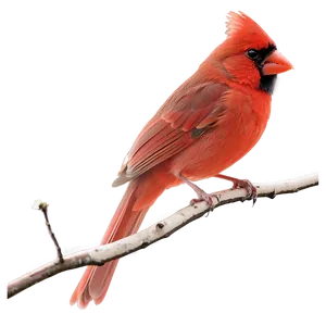 Early Morning Cardinal Png 6 PNG image