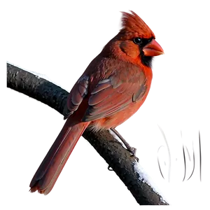 Early Morning Cardinal PNG Ebn PNG