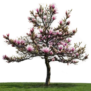 Early Spring Magnolia Tree PNG 41 PNG