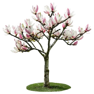 Early Spring Magnolia Tree PNG Ruq53 PNG