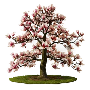 Early Spring Magnolia Tree PNG Xwr21 PNG