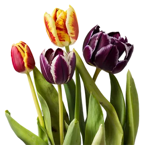 Early Spring Tulips Png 05242024 PNG image