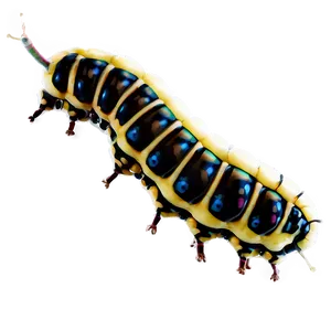 Early Stage Caterpillar PNG Hum PNG
