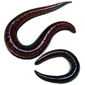 Earthworm A PNG image