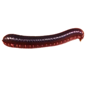 Earthworm At Night PNG Ggy
