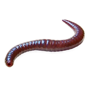 Earthworm B PNG image