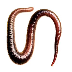Earthworm Breeding Information PNG Lux40