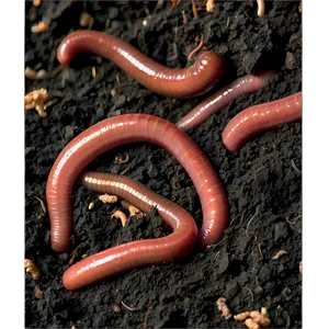 Earthworm Castings Image Png 50 PNG image