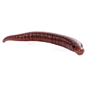 Earthworm Crawling Motion Png 26 PNG image