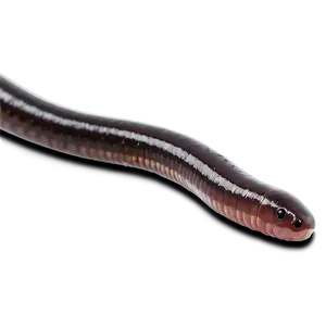Earthworm Crawling PNG 05242024 PNG
