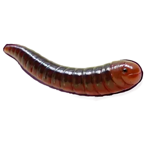 Earthworm Crawling PNG 32 PNG