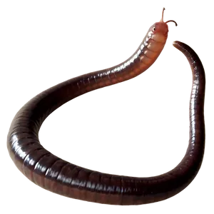 Earthworm Feeding Behavior Png 64 PNG image