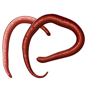 Earthworm Illustration Png 05242024 PNG image